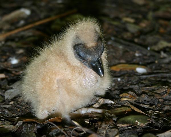 Black Vulture